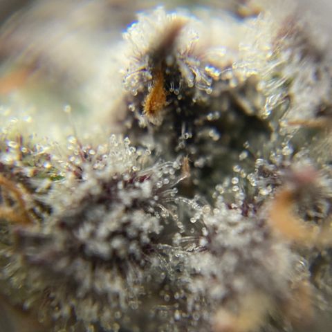 Blue Cheese Auto growlog timeline photo