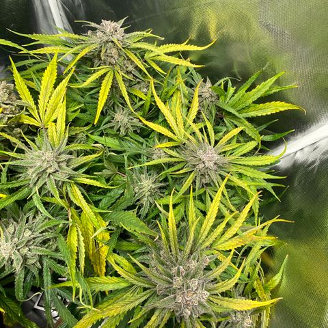 Blue Cheese Auto growlog timeline photo