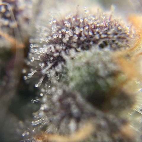 Blue Cheese Auto growlog timeline photo