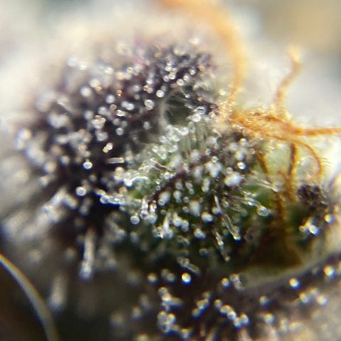 Blue Cheese Auto growlog timeline photo