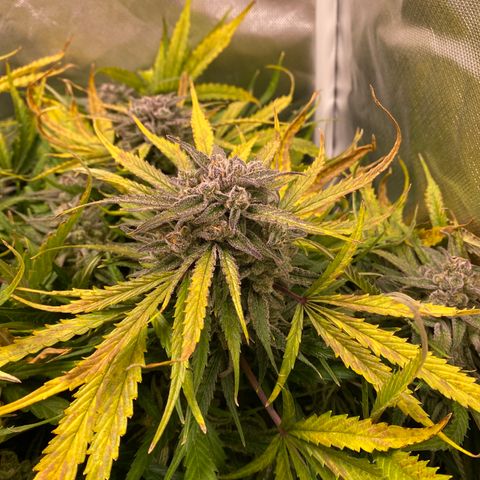 Blue Cheese Auto growlog timeline photo