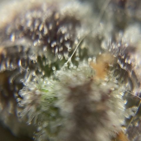 Blue Cheese Auto growlog timeline photo