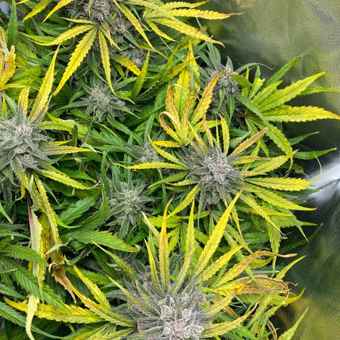 Blue Cheese Auto growlog timeline photo
