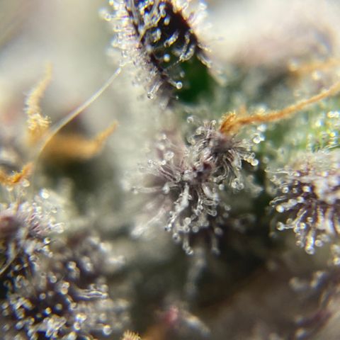 Blue Cheese Auto growlog timeline photo