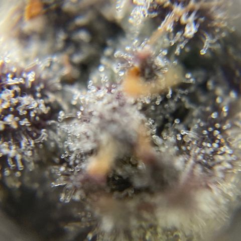 Blue Cheese Auto growlog timeline photo