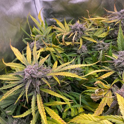 Blue Cheese Auto growlog timeline photo