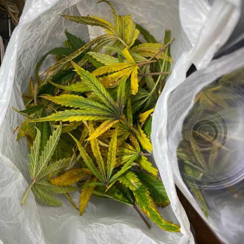 Blue Cheese Auto growlog timeline photo