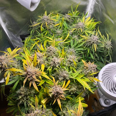 Blue Cheese Auto growlog timeline photo