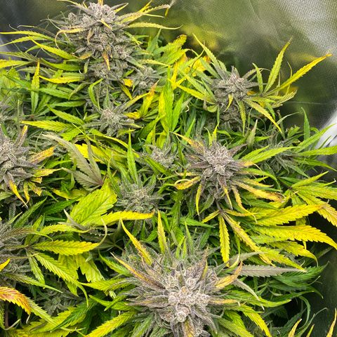 Blue Cheese Auto growlog timeline photo