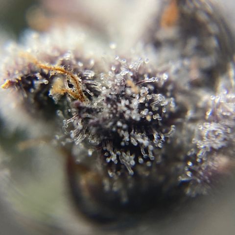 Blue Cheese Auto growlog timeline photo