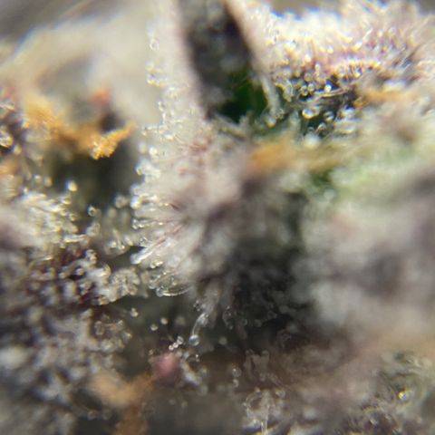 Blue Cheese Auto growlog timeline photo