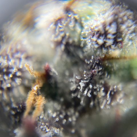 Blue Cheese Auto growlog timeline photo