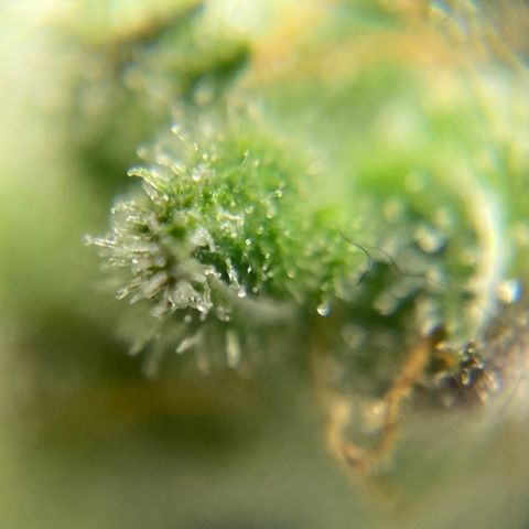 Blue Cheese Auto growlog timeline photo