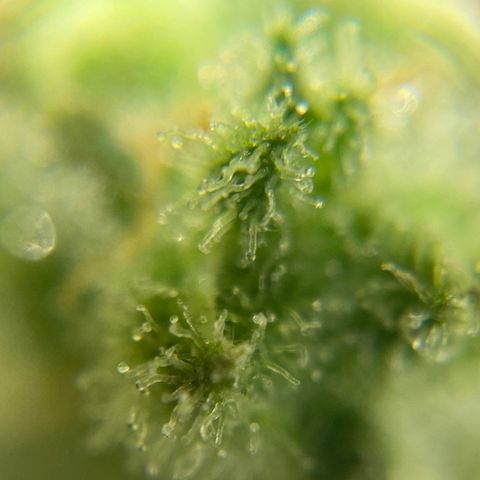 Blue Cheese Auto growlog timeline photo