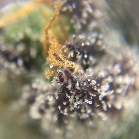 Blue Cheese Auto growlog timeline photo