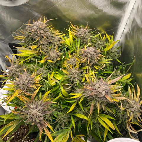 Blue Cheese Auto growlog timeline photo