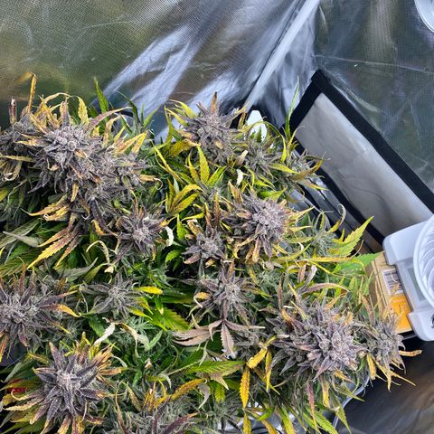 Blue Cheese Auto growlog timeline photo
