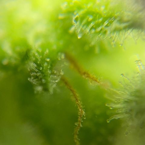 Blue Cheese Auto growlog timeline photo