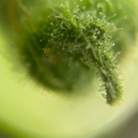 Blue Cheese Auto growlog timeline photo
