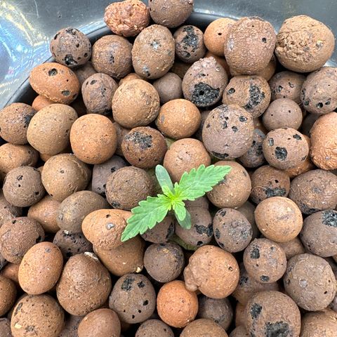 Walter White growlog timeline photo