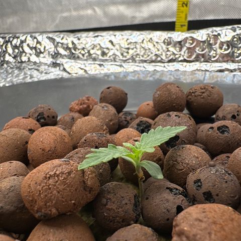 Walter White growlog timeline photo