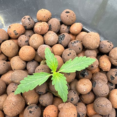 Walter White growlog timeline photo