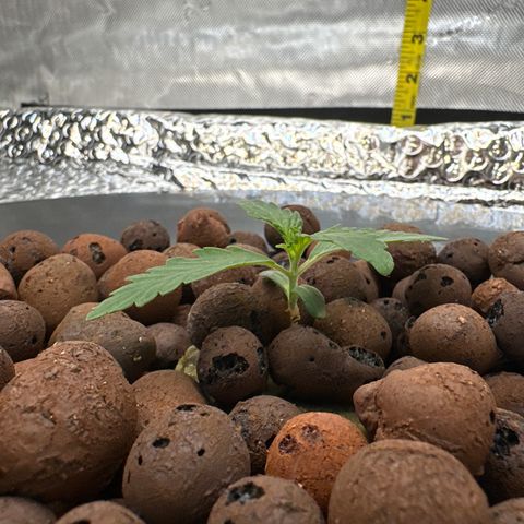 Walter White growlog timeline photo