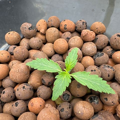 Walter White growlog timeline photo