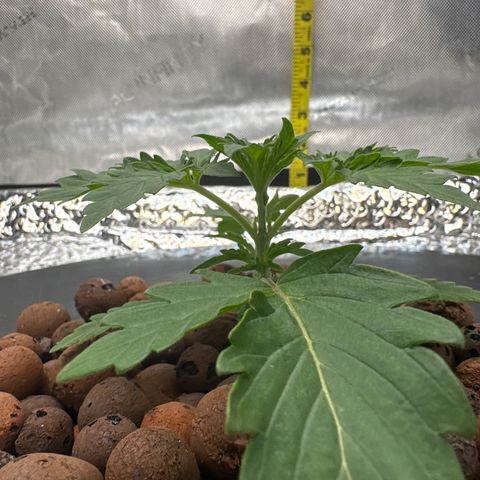 Walter White growlog timeline photo