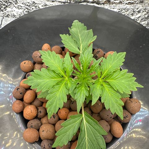 Walter White growlog timeline photo