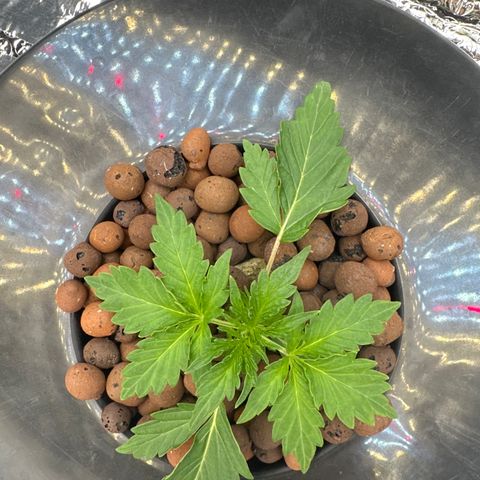 Walter White growlog timeline photo