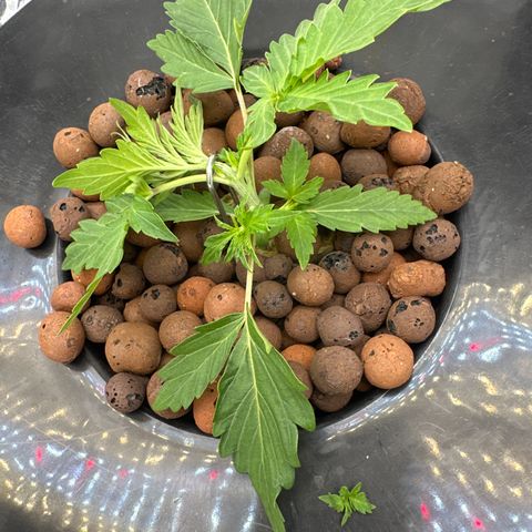 Walter White growlog timeline photo