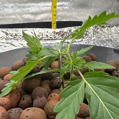 Walter White growlog timeline photo