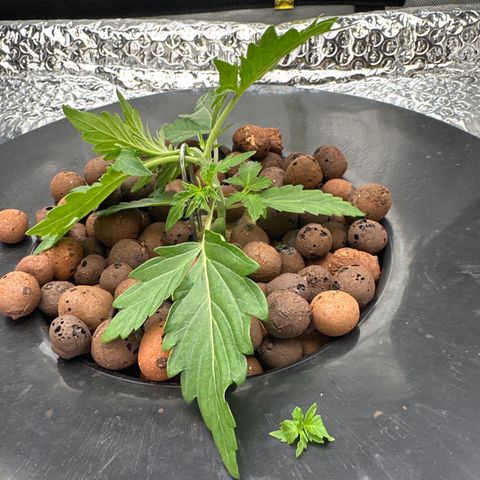 Walter White growlog timeline photo