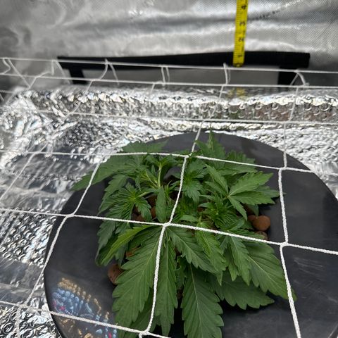 Walter White growlog timeline photo