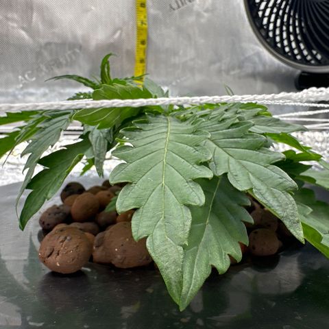 Walter White growlog timeline photo