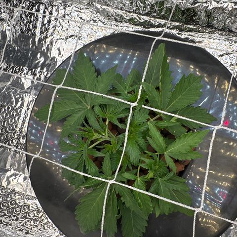 Walter White growlog timeline photo