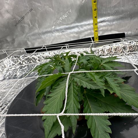 Walter White growlog timeline photo