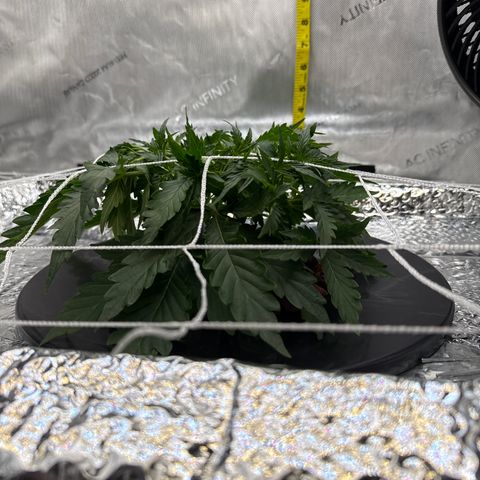 Walter White growlog timeline photo