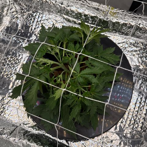 Walter White growlog timeline photo