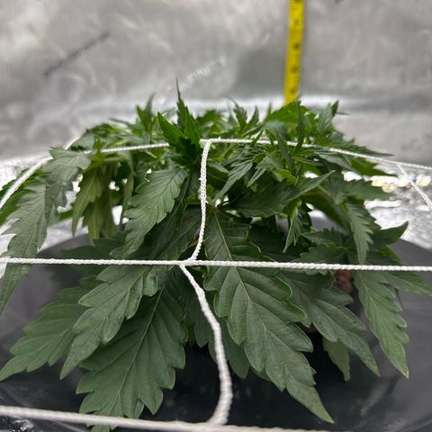Walter White growlog timeline photo
