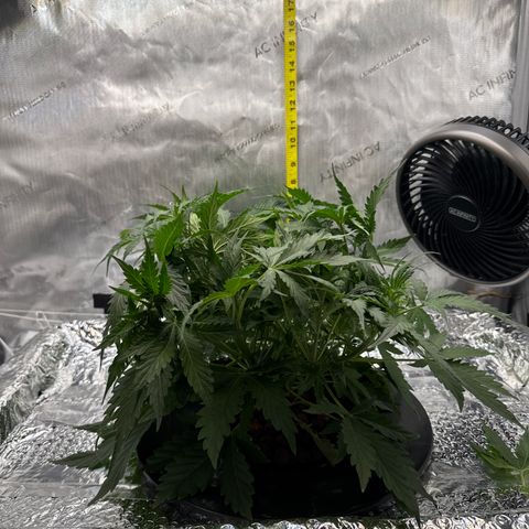 Walter White growlog timeline photo