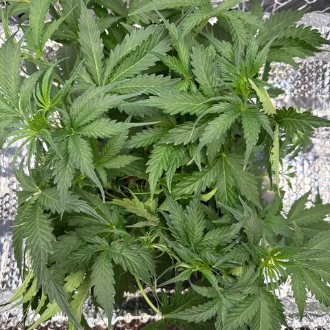 Walter White growlog timeline photo