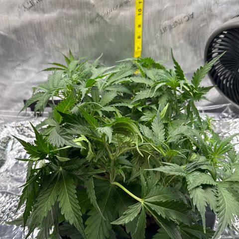 Walter White growlog timeline photo