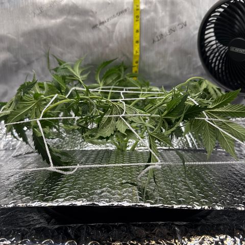 Walter White growlog timeline photo