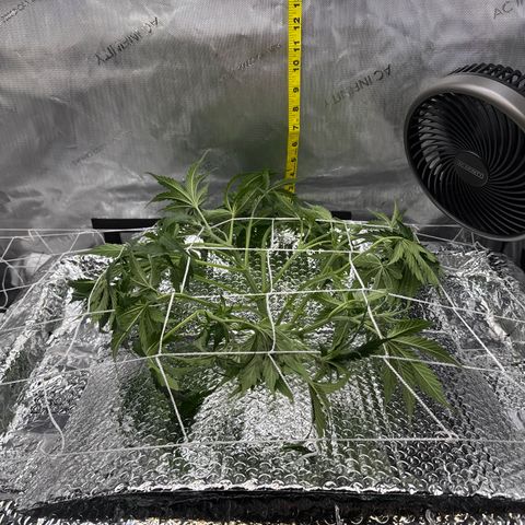Walter White growlog timeline photo