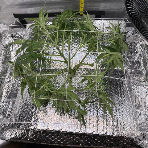 Walter White growlog timeline photo