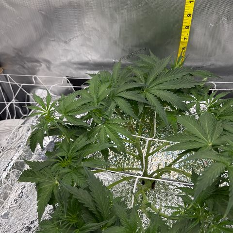 Walter White growlog timeline photo