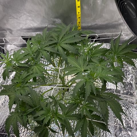Walter White growlog timeline photo