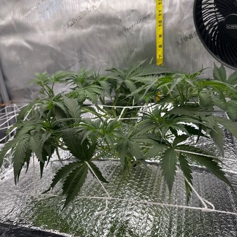 Walter White growlog timeline photo